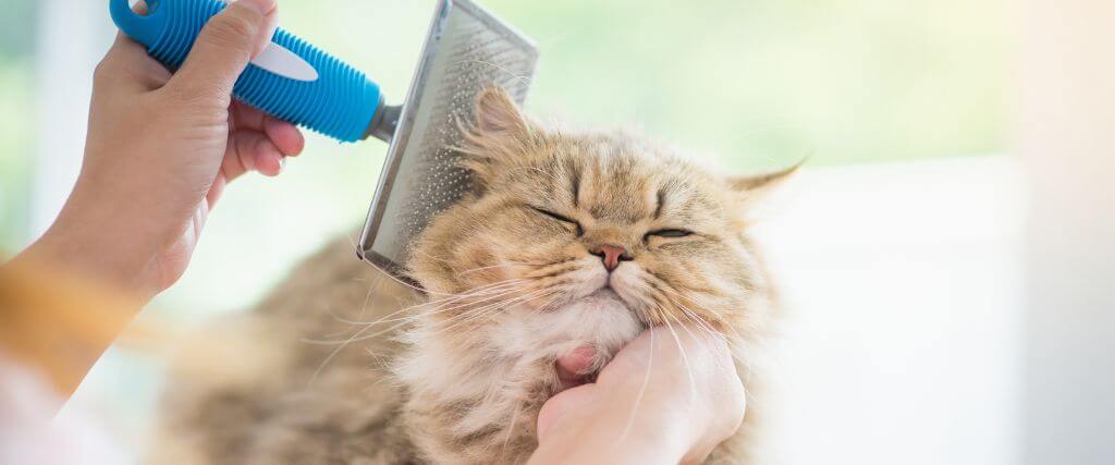Large fluffy cat being brushed by owner
