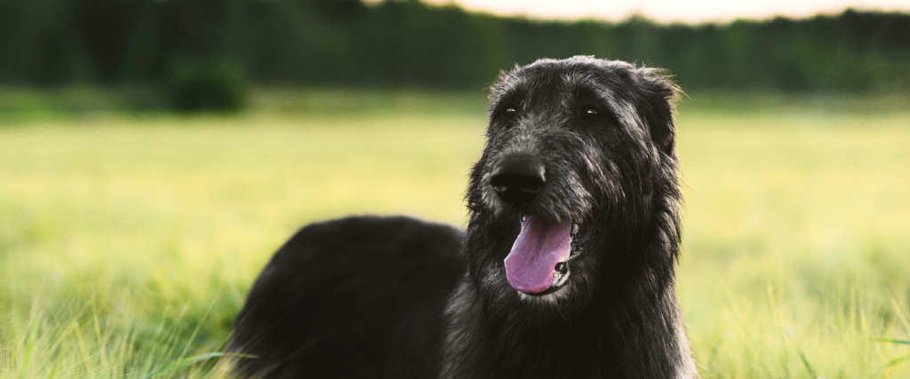 The 9 Dog Breeds From Ireland