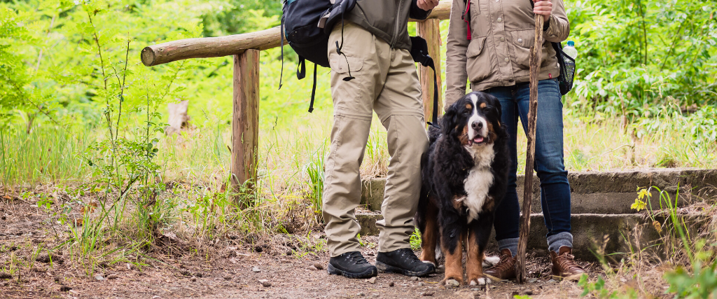 Young hiker couple with Bernese mountain dog on forest trail