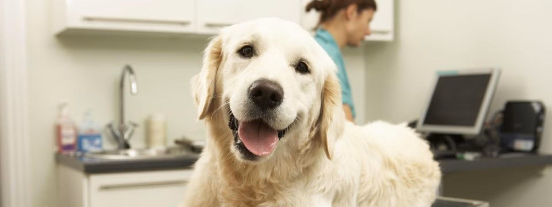Chiropractic Care for Dogs: 6 Things That a Dog Chiropractor Can Help With