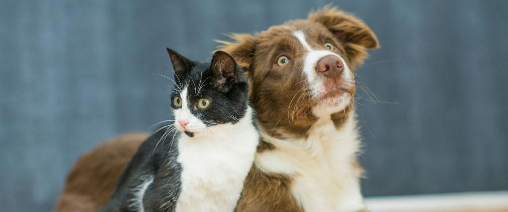 Dog and cat laying next to each other 