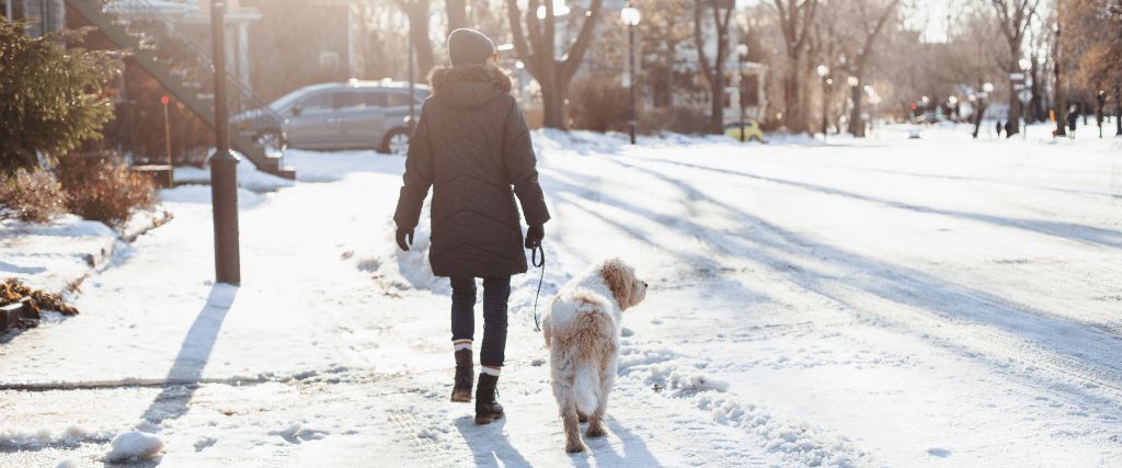 Exploring Your Winter Wonderland: The Guide to Festive Walks with Your Dog