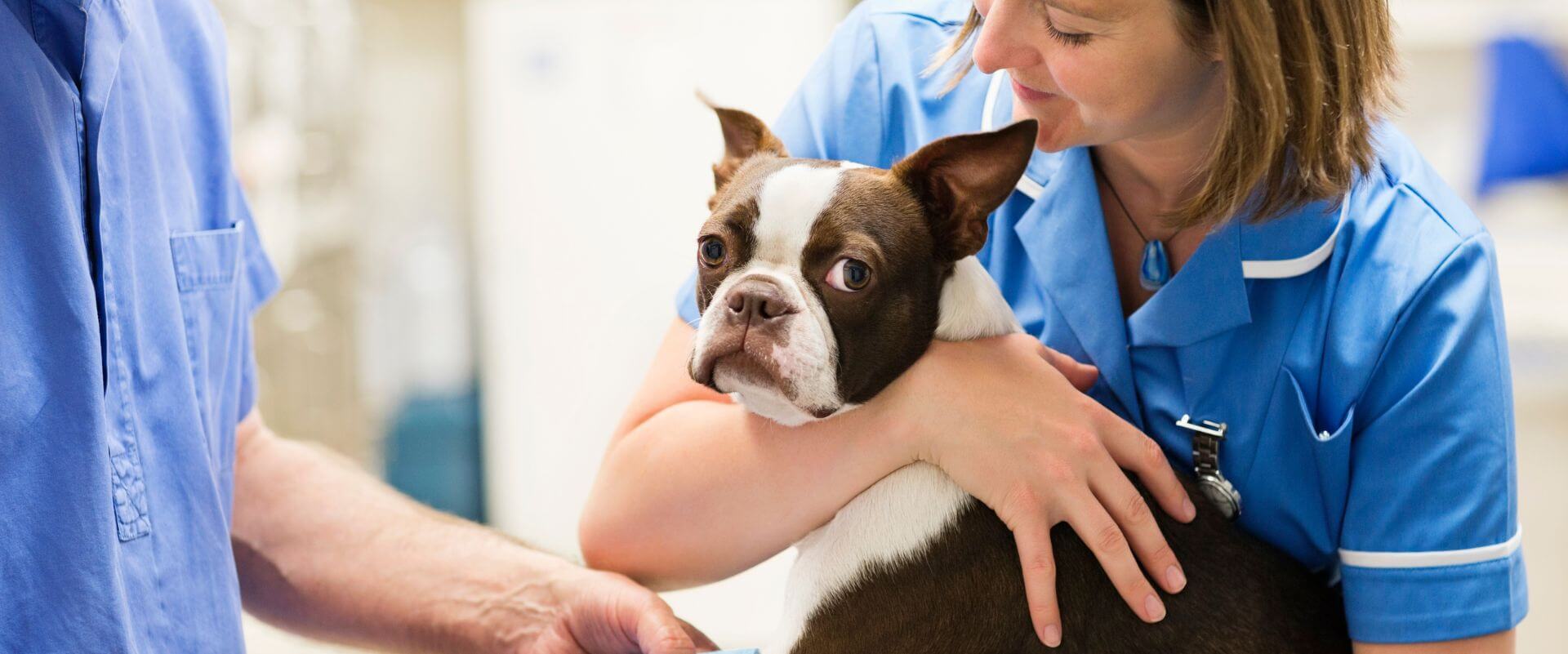 Emergency Vet Visits: When to Go, What to Expect & How to Stay Calm