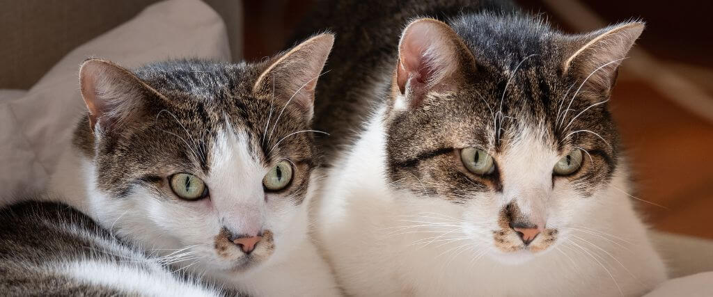 Close up of two brown and white cats sitting together