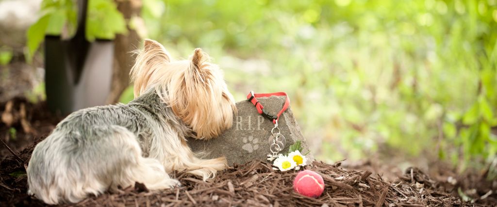 Yorkie sitting next to graveside