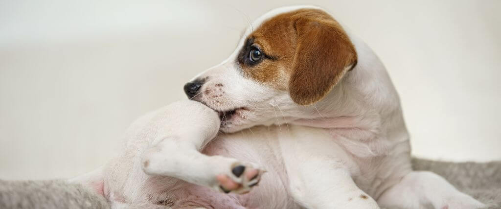 Small Jack Russel dog scratching from a skin issue