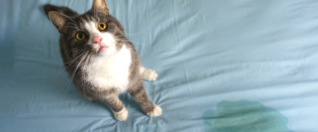 Cat looking up at camera after peeing on bed.