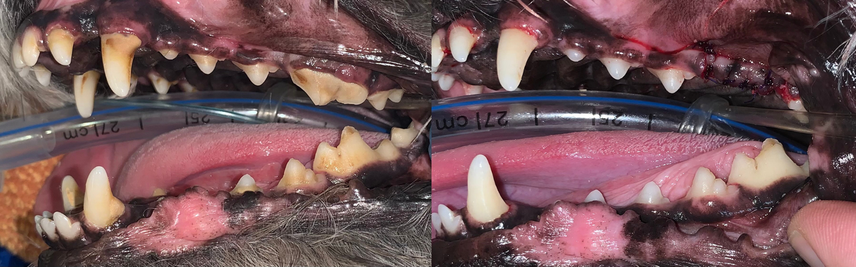 Dog Dental Before and After