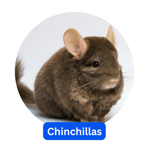 Chinchillas