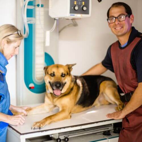 Dog Radiology
