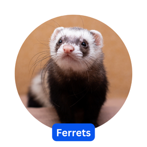 Ferrets
