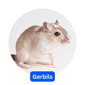 Gerbils