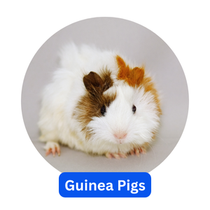 Guinea Pigs