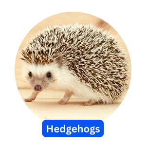 Hedgehogs