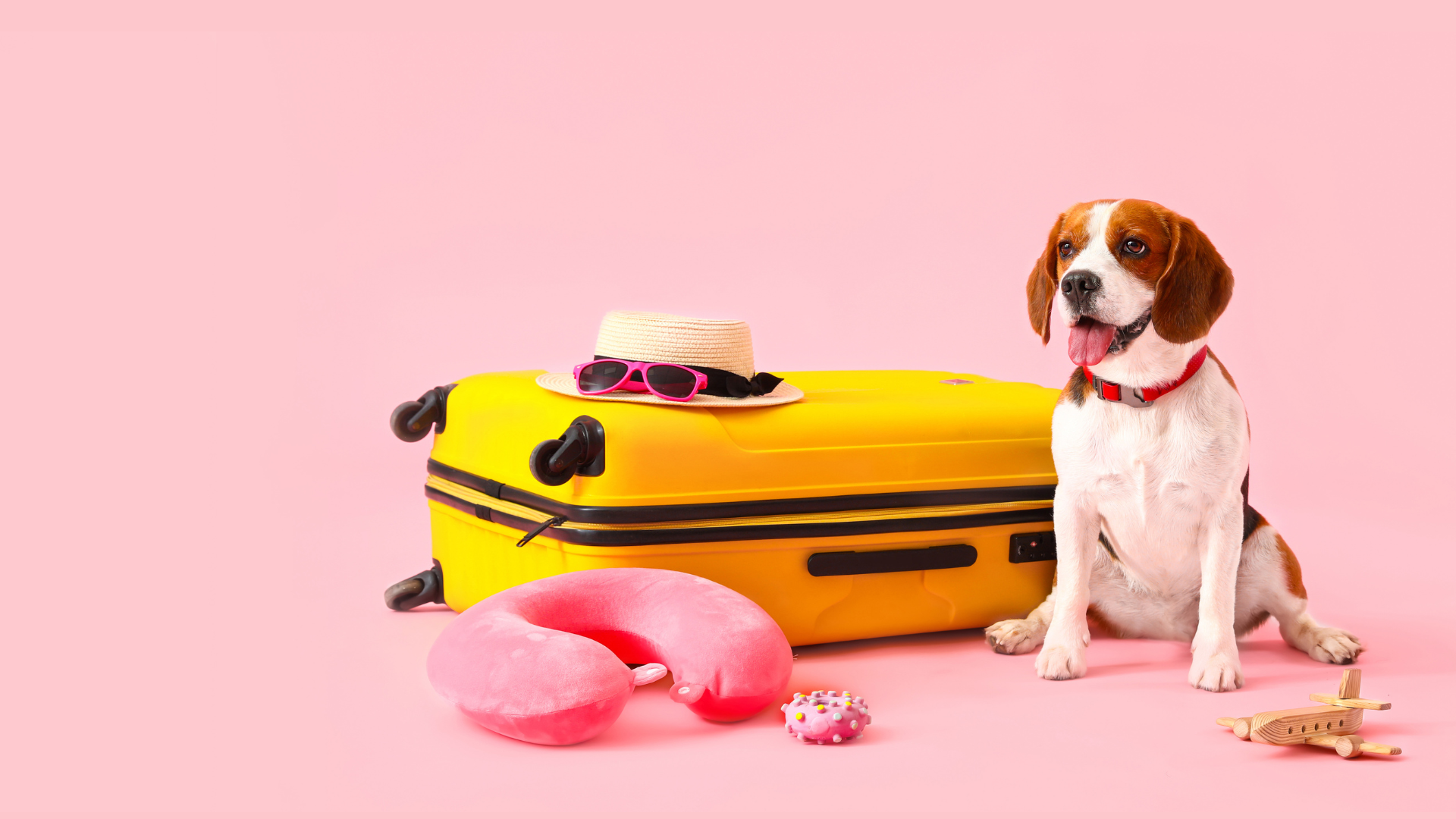 Pet Travel