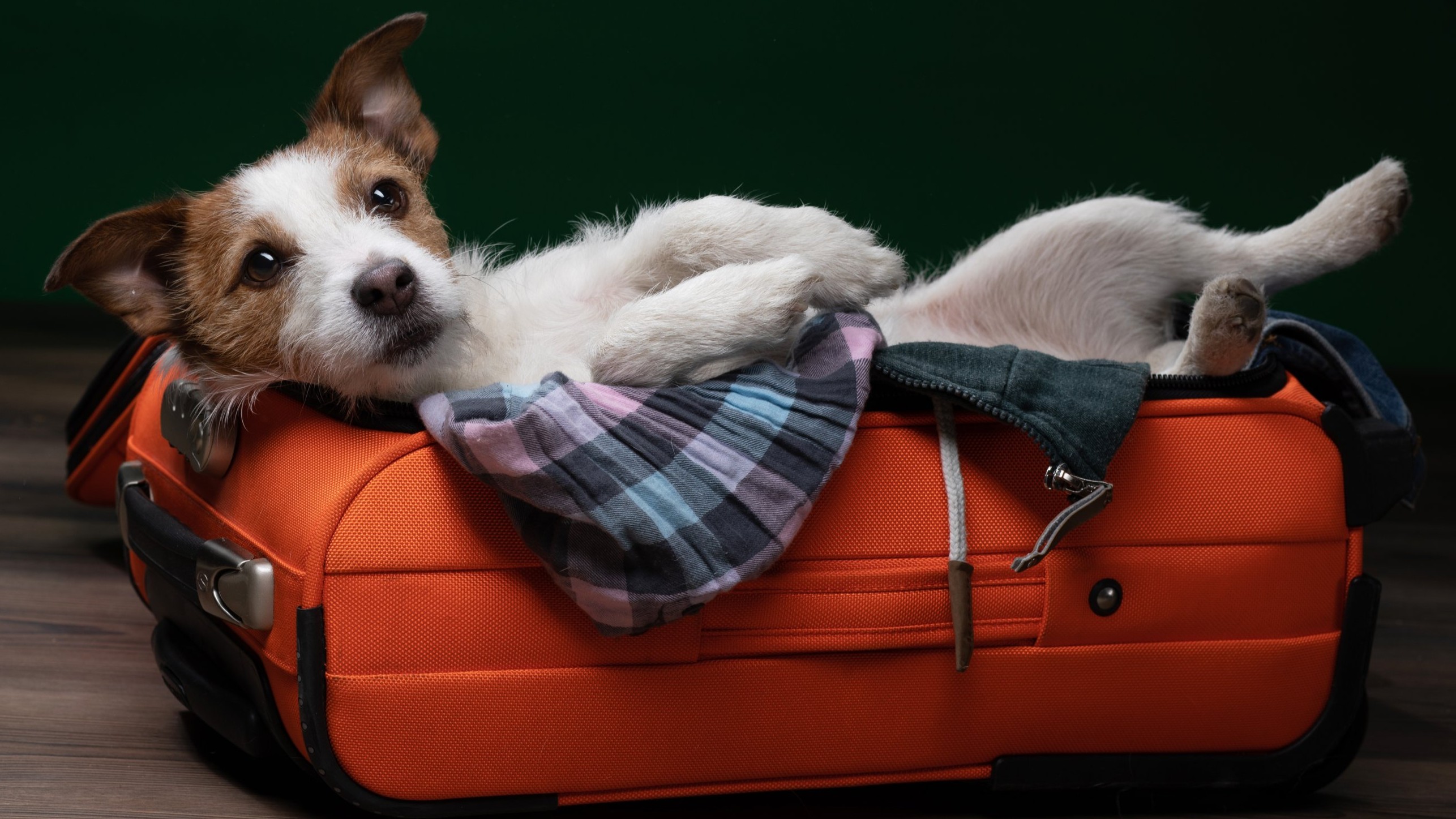 Pet Travel