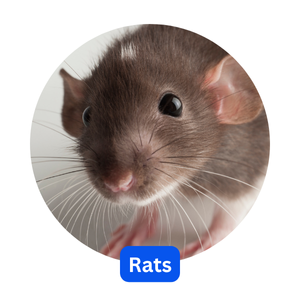 Rats