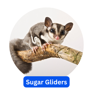 Sugar Gliders
