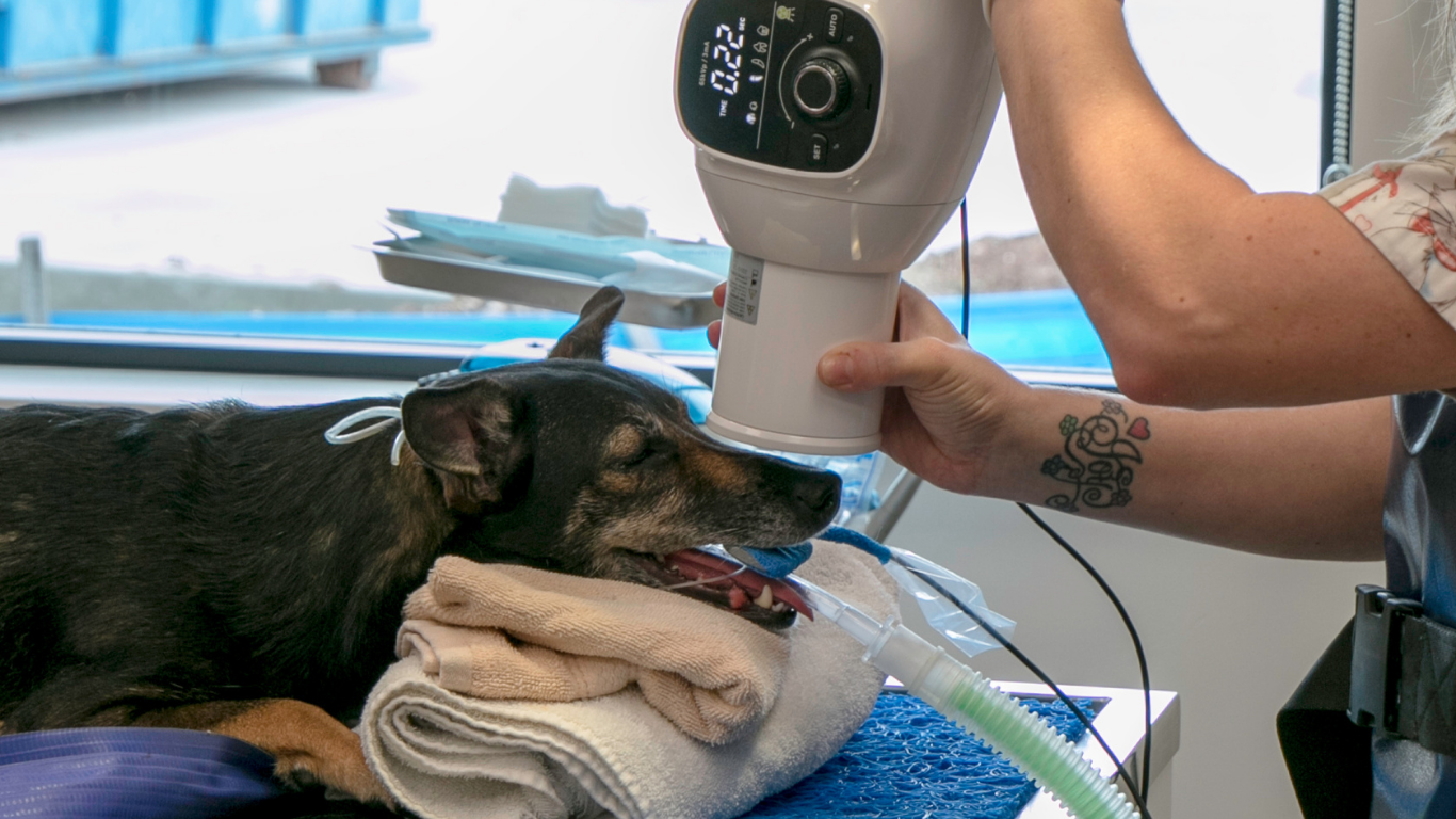Dog Dental X-Ray