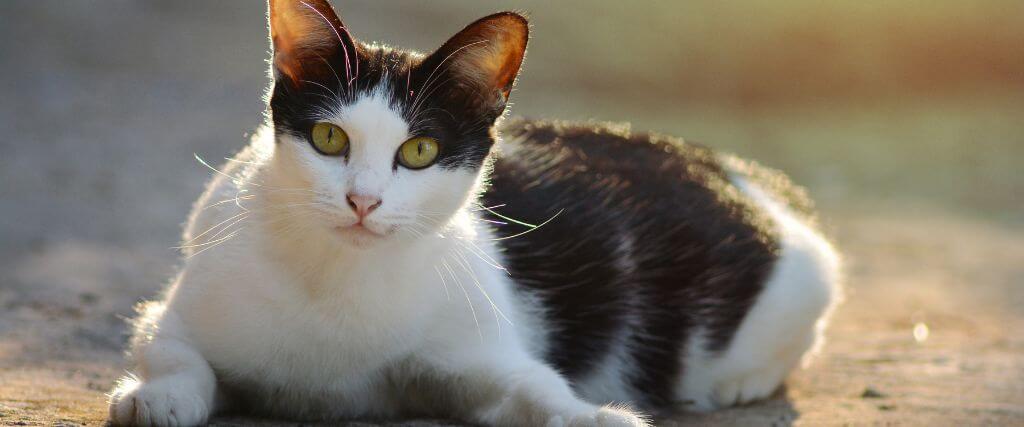 Female cat laying and looking ahead