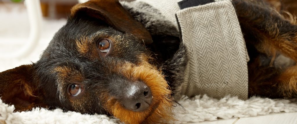 Wirehaired doxie looking at owner on floor.