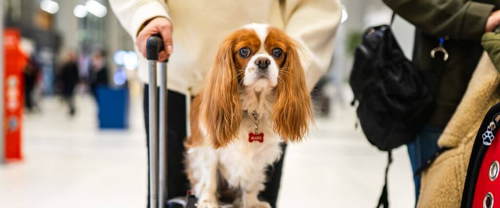 Dog sitting on suitcase for pet travel
