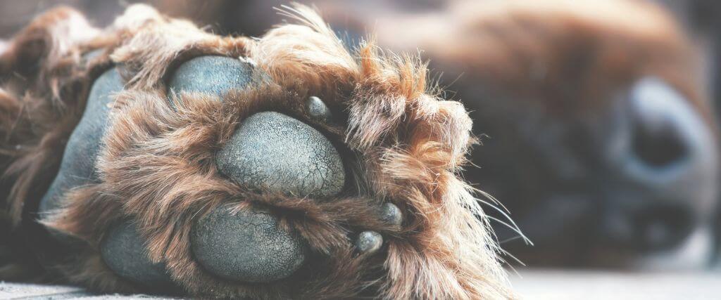 Close up of a dog's paw, dog is laying down