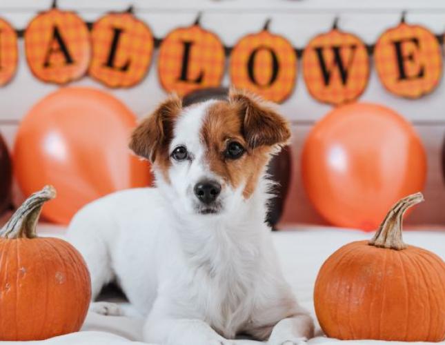 4 Spooktacular Ways to Keep Your Pets Safe on Halloween