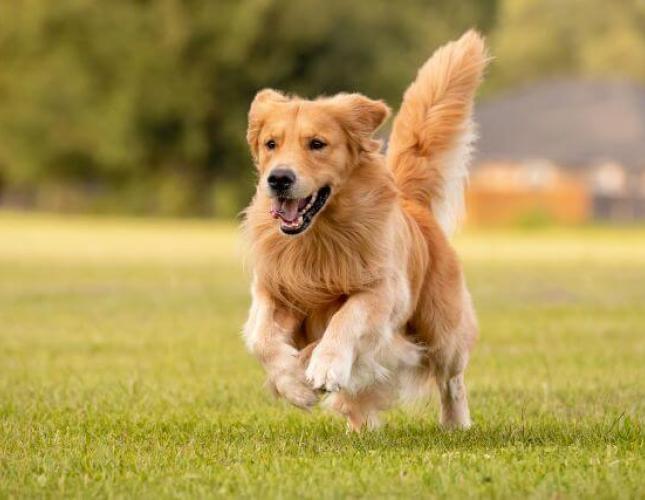 5 Great Large Dog Breeds for Families