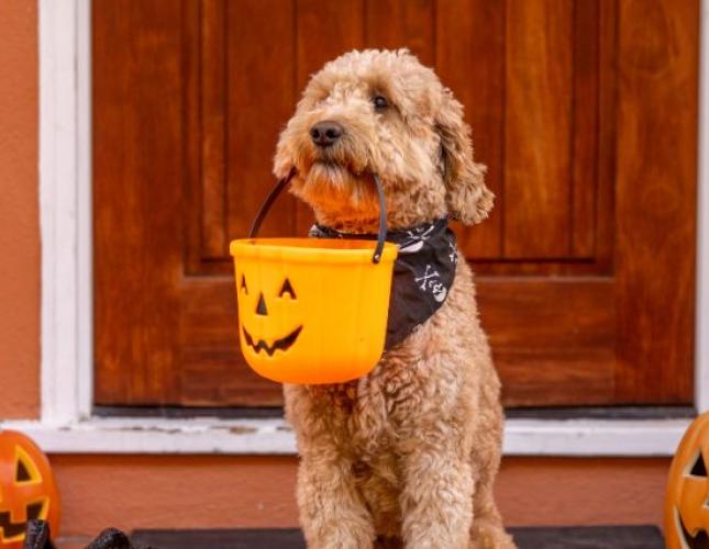 8 Easy Pet Costume Ideas for Pets Who Don’t Like Dressing Up