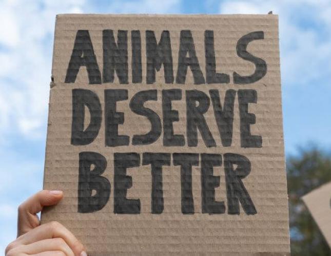 9 Things You Can Do to Help Animals During National Justice for Animals Week