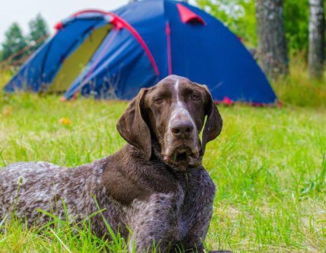 Celebrating National Camping Month with Your Canine Companion