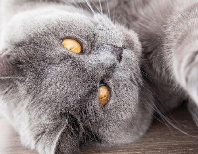 Easing the Ache: Understanding Arthritis in Cats