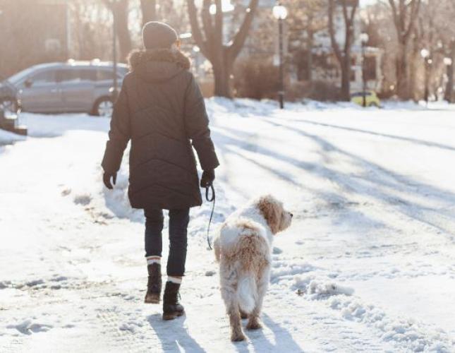 Exploring Your Winter Wonderland: The Guide to Festive Walks with Your Dog