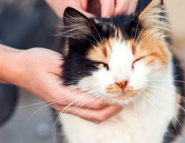 Feline Diabetes: A Veterinarian's  Insights for Optimal Cat Health and Wellness