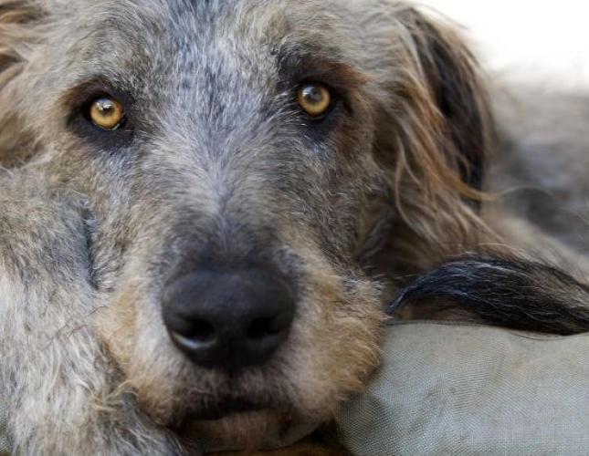 Gastric Bloat And GVD In Dogs