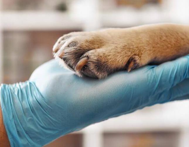 Maximizing Canine Health: The Importance of Lab Work Through Your Dog&#039;s Life