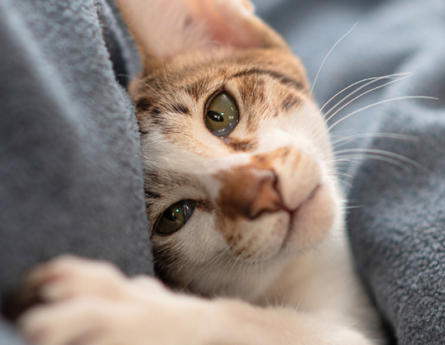 National Cat Lover’s Month: Decoding Your Kitty’s Love Language