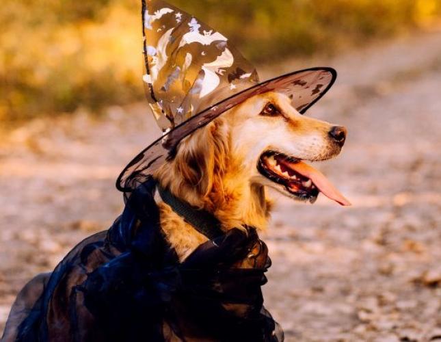 No Tricks, All Treats! Helping Your Senior Pet Have a Happy Halloween