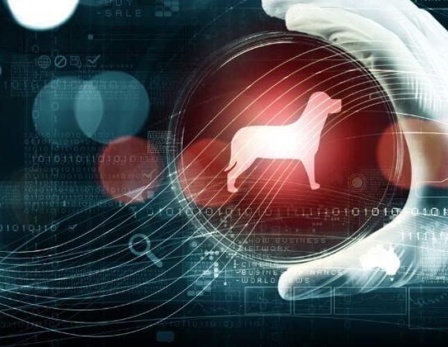 Unraveling the Mysteries: The Fascinating World of Pet DNA Testing