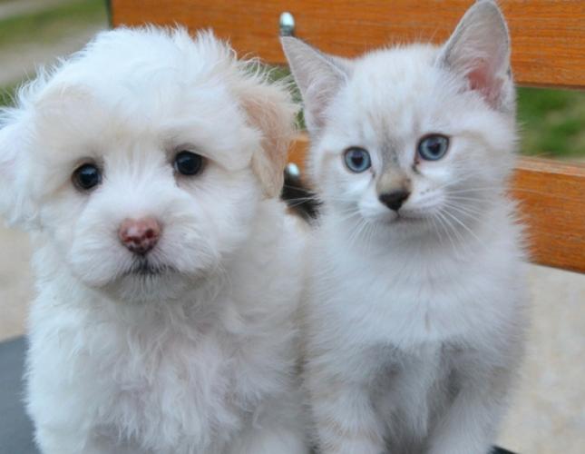 Vaccination: Finding the Right Protocol for Your Pet