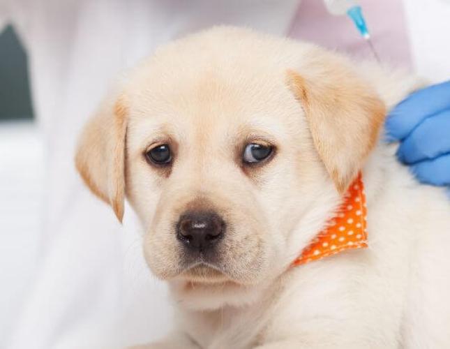 What Happens If You Don't Vaccinate Your Pet? The Risks You Need to Know