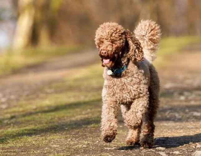 Why Miniature Poodles Remain a Top Choice for a Canine Companion Despite These 3 Health Issues