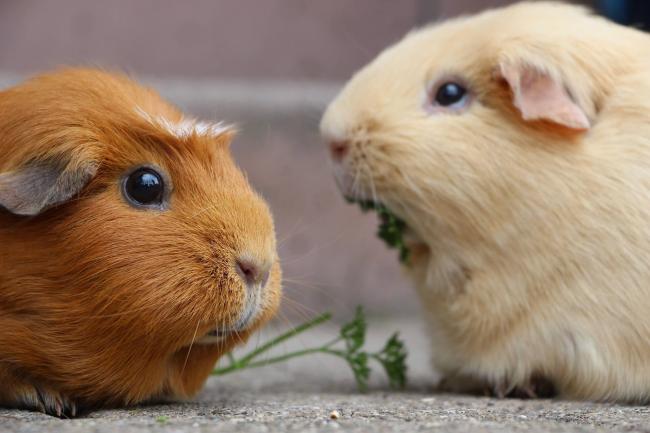 guinea pig