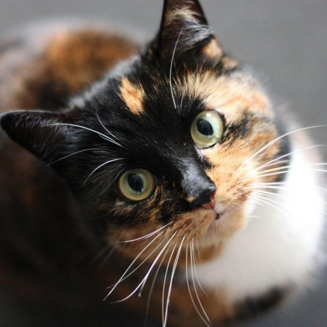 Cat Services Image