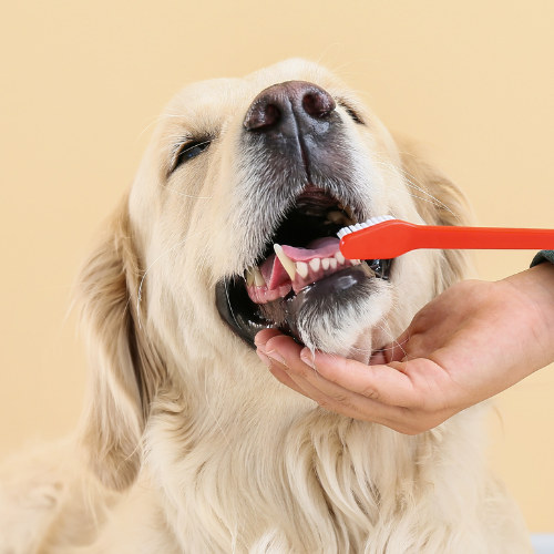 Dog Brushing Teeth