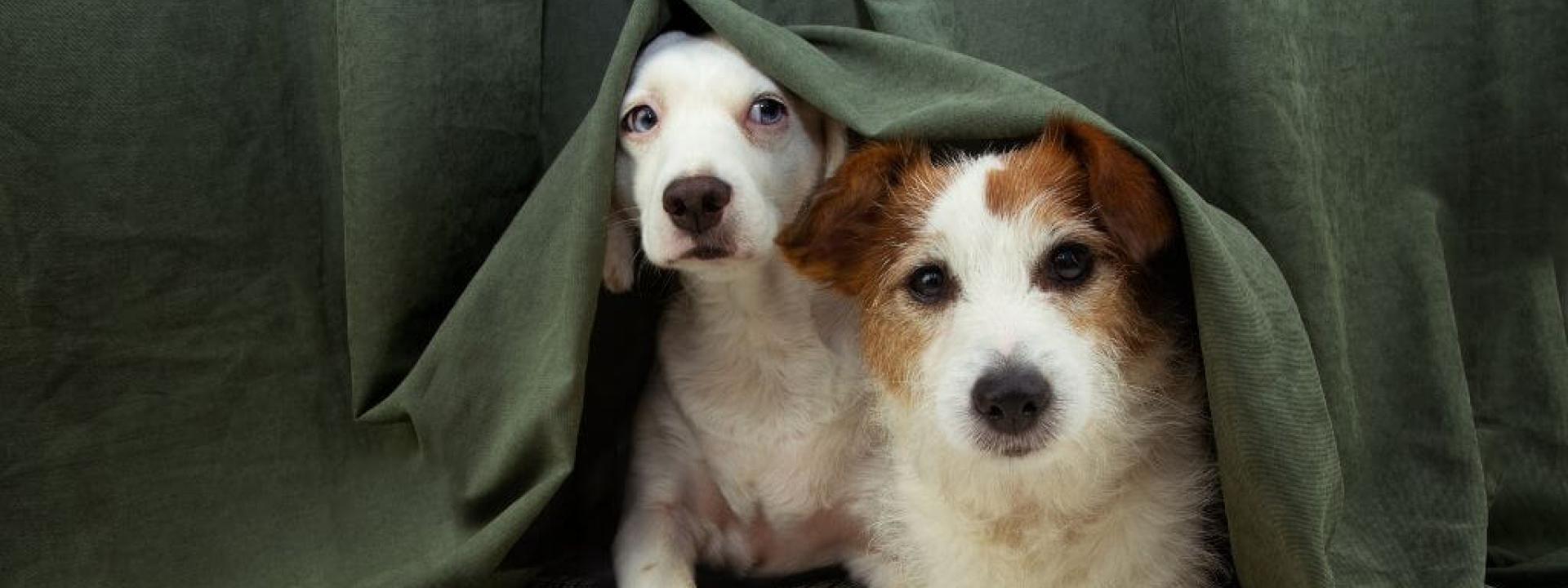 Dogs hiding under a bed from dog storm anxiety