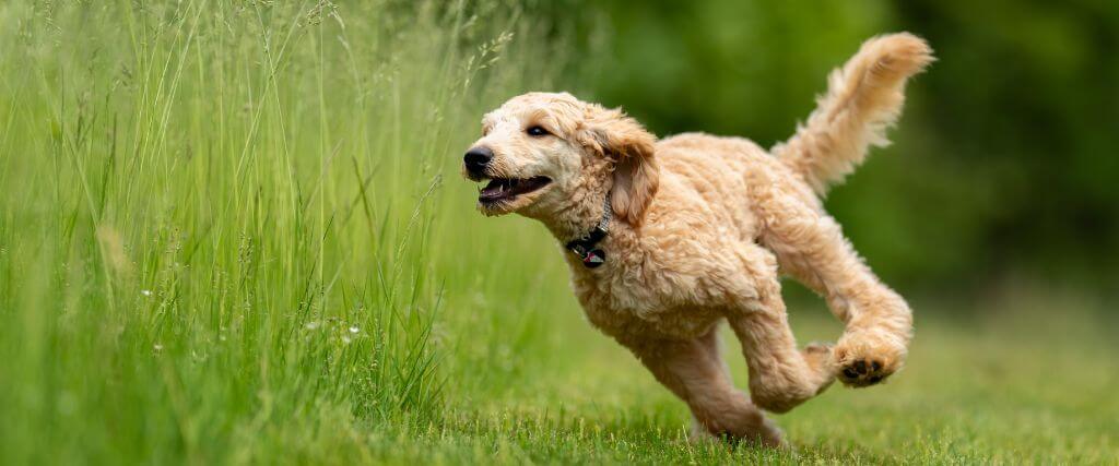 Dog running through tall grass which could contain foxtails