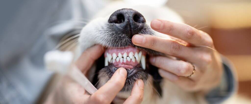 The Ultimate Dog Dental Guide: Nurturing Your Canine's Canines