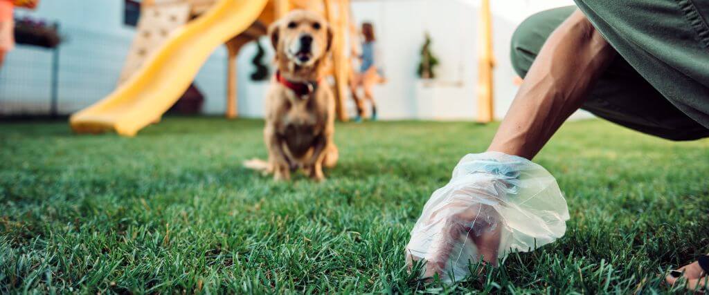 The Ultimate Guide to What Your Dog's Poop is Telling You